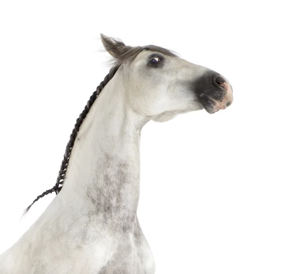 Close-up of an Andalusian horse — Stock Photo, Image