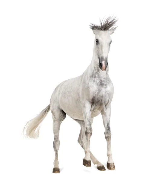 Andalusian horse — Stock Photo, Image