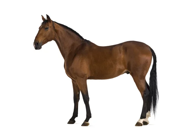 Андалузская лошадь — стоковое фото