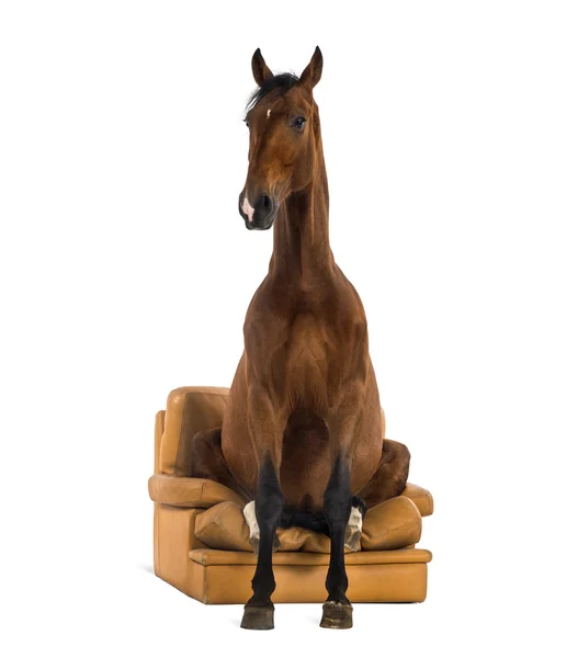 Andaluský kůň sedí na křesle — Stock fotografie