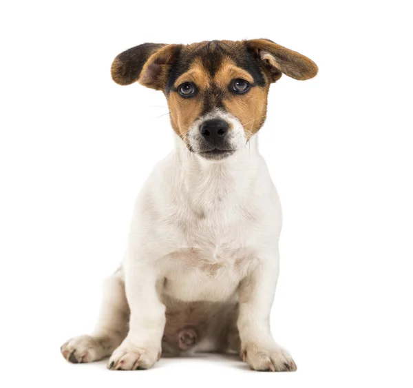 Crossbreed собака — стокове фото