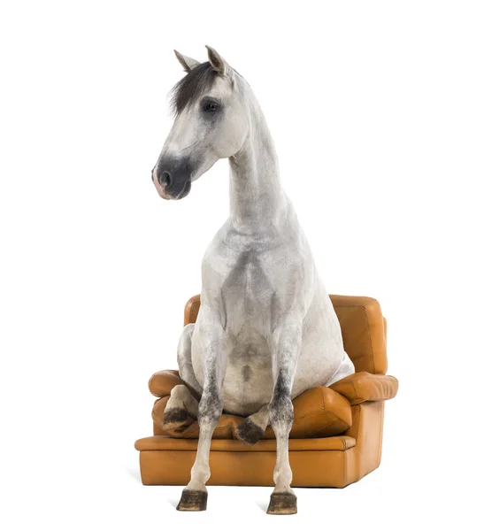 Andaluský kůň sedí na křesle — Stock fotografie