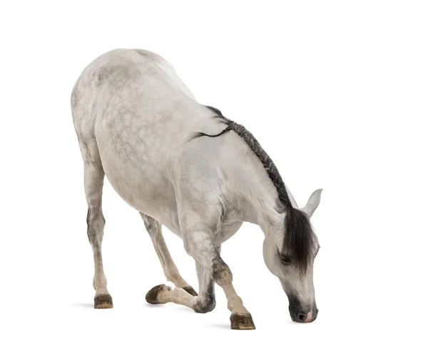 Andalusian horse bowing — Stock Photo, Image