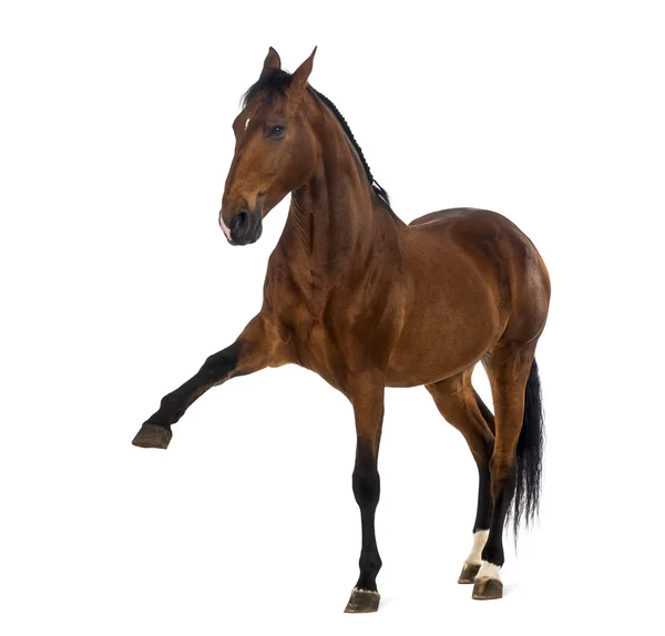 Андалузская лошадь с поднятой ногой — стоковое фото
