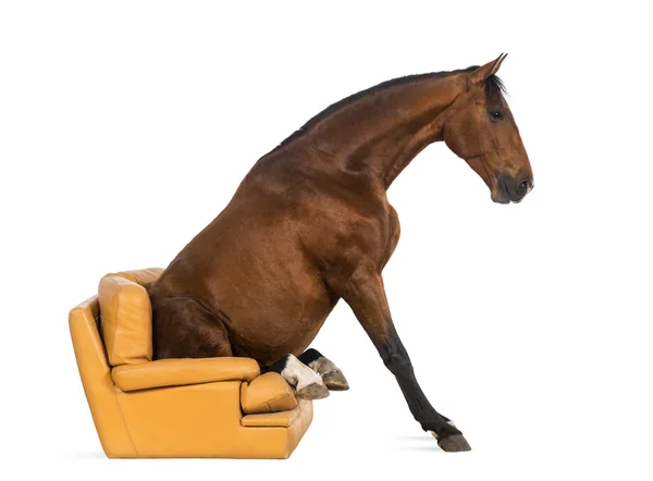 Andalusian horse sitting on an armchair — Stock Photo, Image