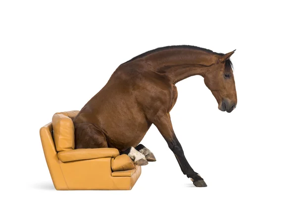 Andalusisches Pferd sitzt auf einem Sessel — Stockfoto