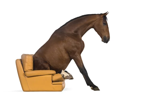 Andalusian horse sitting on an armchair — Stock Photo, Image