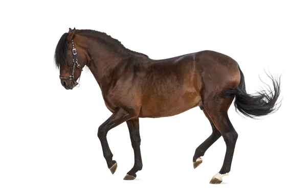 Andalusiska häst trav — Stockfoto
