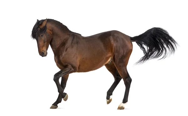 Andalusiska häst trav — Stockfoto
