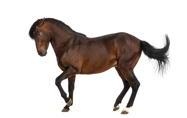 Cavalo andaluz trote — Fotografia de Stock