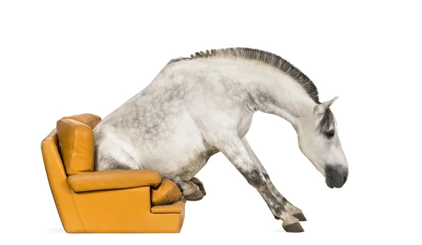 Andalusisches Pferd sitzt auf einem Sessel — Stockfoto