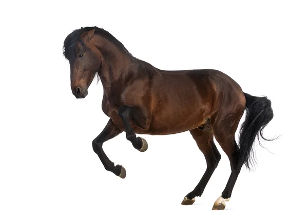 Ανδαλουσίας άλογο — Φωτογραφία Αρχείου