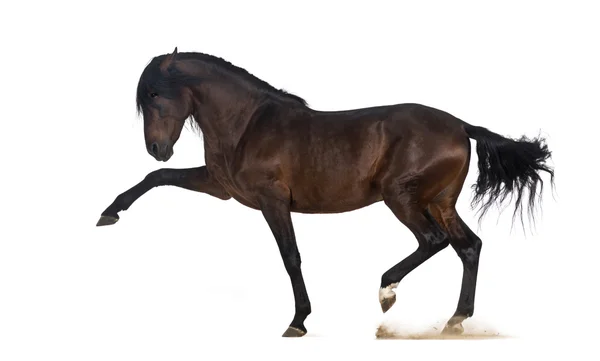 Andaluský kůň provádějícího španělské chůze — Stock fotografie