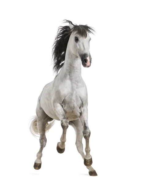 Andalusian horse — Stock Photo, Image