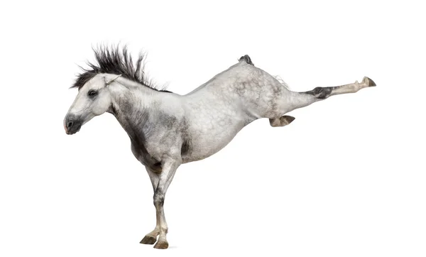 Andalusiska hästen sparkar — Stockfoto