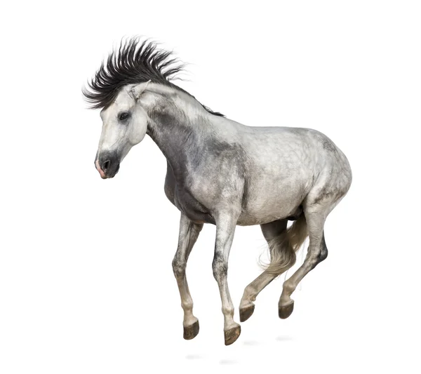 Andalusian horse kixking out — Stock Photo, Image