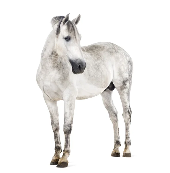 Andalusian horse — Stock Photo, Image