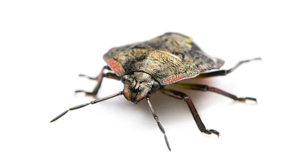 Southern green stink bug, Nezara viridula — Stock Photo, Image