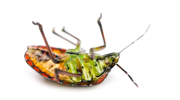 Southern green stink bug, Nezara viridula, on its back — Stock Photo, Image