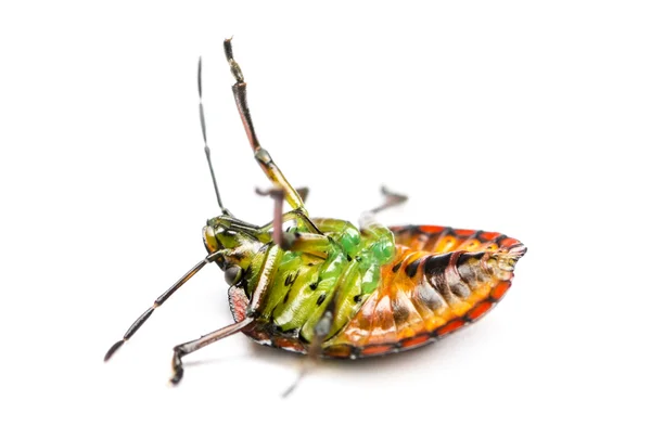 Insecto apestoso verde del sur, Nezara viridula, en su espalda — Foto de Stock