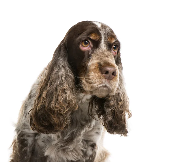 Cocker spaniel angielski — Zdjęcie stockowe