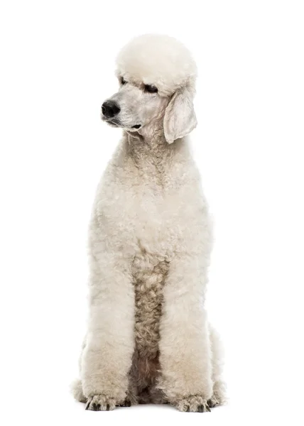 Poodle. —  Fotos de Stock