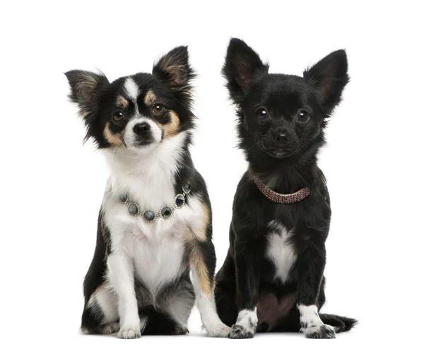 Dos chihuahuas — Foto de Stock