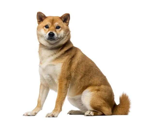 Shiba Inu (2 lat temu) — Zdjęcie stockowe