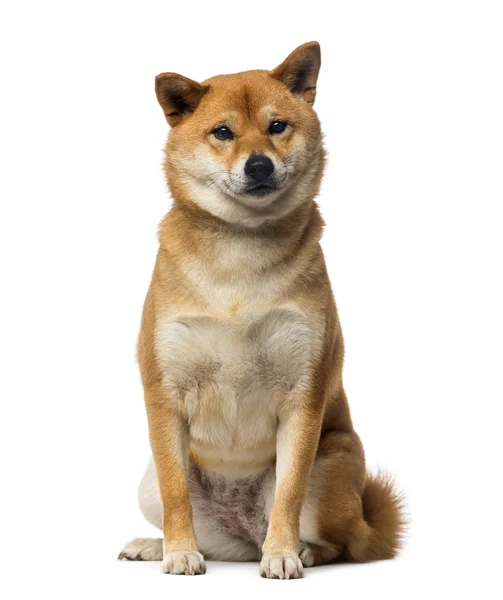 Shiba Inu (2 years old) — Stock Photo, Image