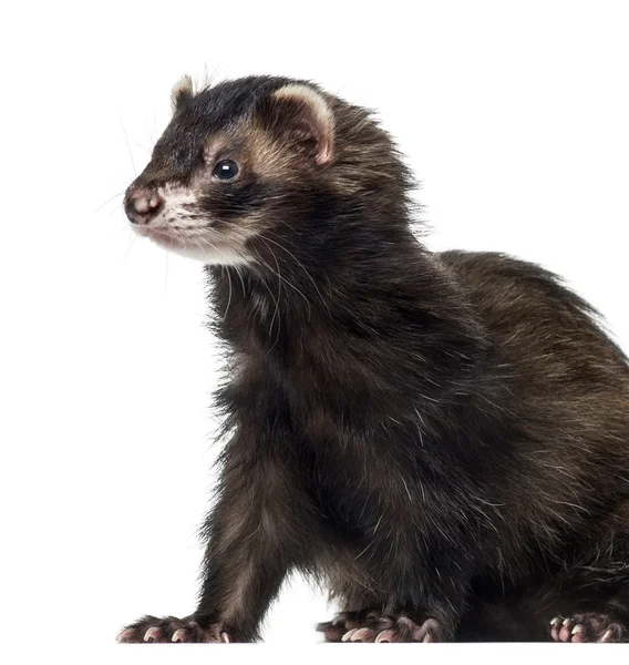 Ferret (3 years old) — Stock Photo, Image