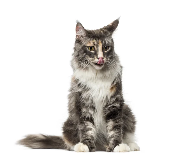 Maine Coon (2 years old) — Stock Photo, Image