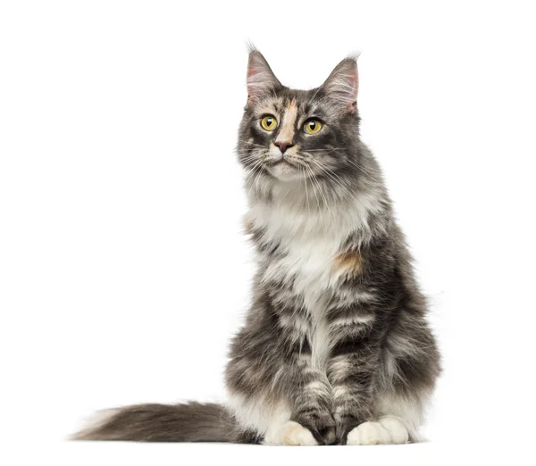 Maine Coon (2 år gammal) — Stockfoto