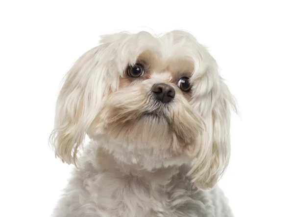 Primo piano di un maltese (6 anni ) — Foto Stock