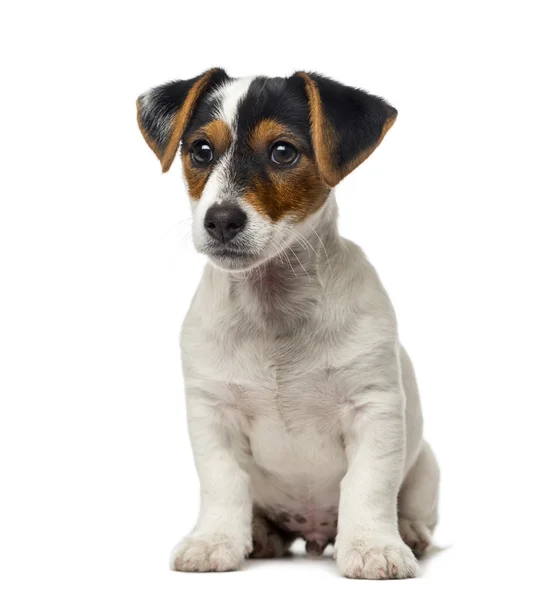 Jack Russell Terrier köpek yavrusu (2 aylık) — Stok fotoğraf