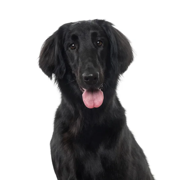 Düz - kaplamalı Retriever (3 yaşında) — Stok fotoğraf