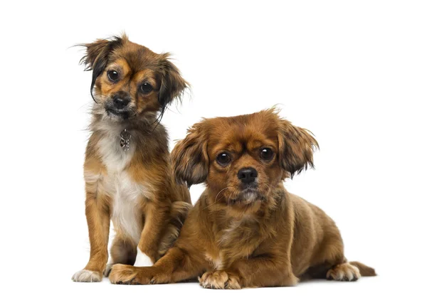 Twee cavalier king charles spaniels — Stockfoto