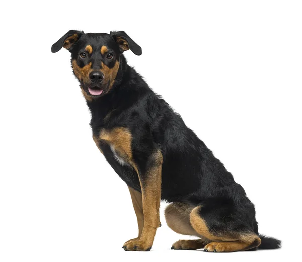 Crossbreed dog (18 months old) — Stock Photo, Image