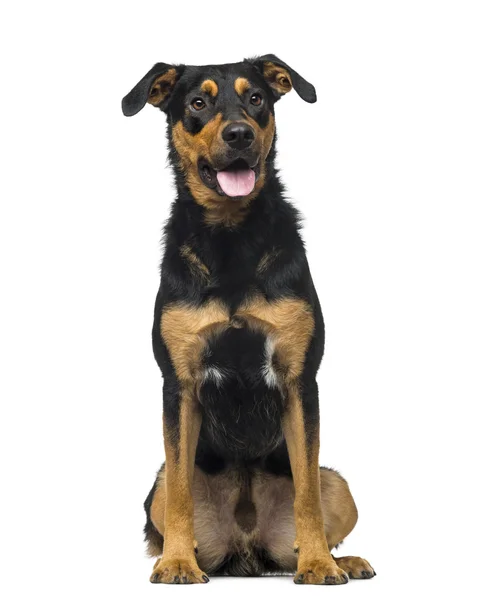 Crossbreed dog (18 months old) — Stock Photo, Image