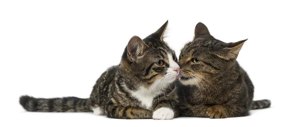 Two kittens — Stock Photo, Image