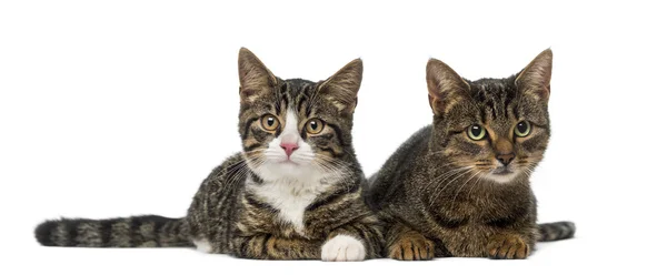 Two kittens — Stock Photo, Image