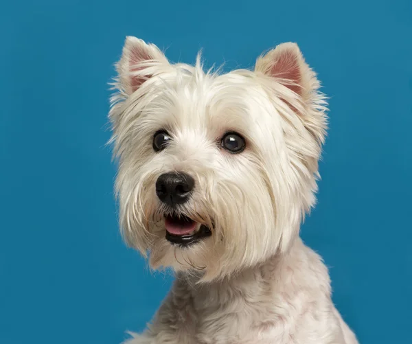 Close-up of a Maltese in front of a blue background — Stock Photo, Image