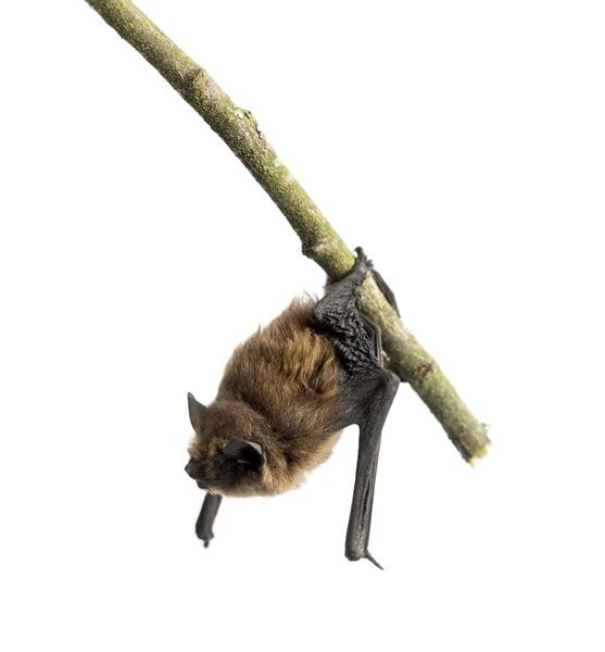 Alte gebogene Flügelfledermaus, die auf einem Ast hockt — Stockfoto