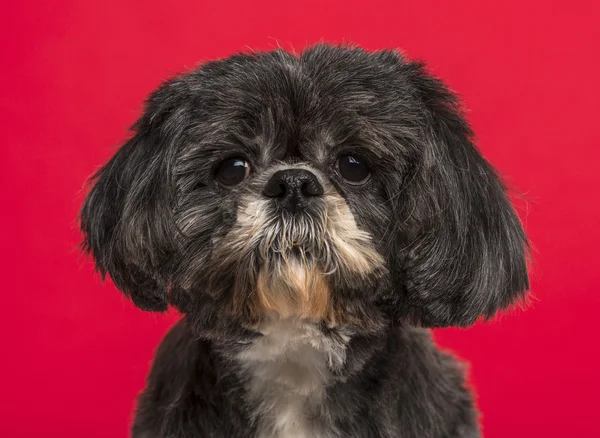 Szczelnie-do góry Shih Tzu (10 lat) przed różowy tło — Zdjęcie stockowe