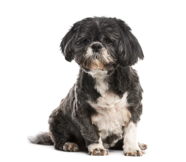 Shih Tzu (10 лет) ) — стоковое фото