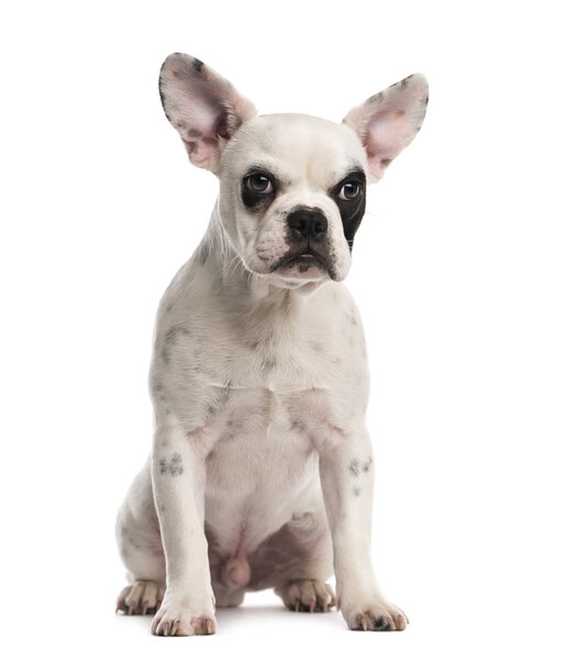 French Bulldog puppy (6 months old)