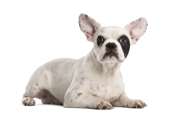 French Bulldog puppy (6 months old) — Stock Photo, Image