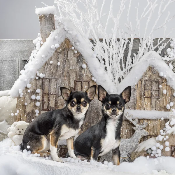 Chihuahua frente a un paisaje navideño — Foto de Stock