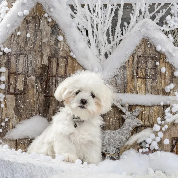 Maltais devant un décor de Noël — Photo