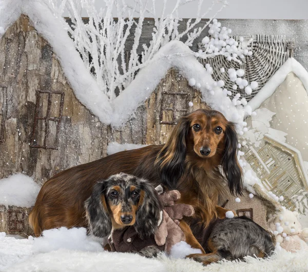 Dachshunds na frente de uma paisagem de Natal — Fotografia de Stock