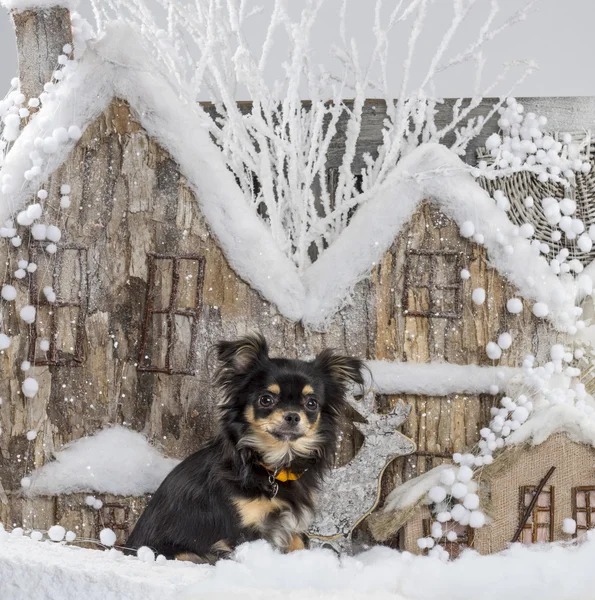 Chihuahua na frente de uma paisagem de Natal — Fotografia de Stock